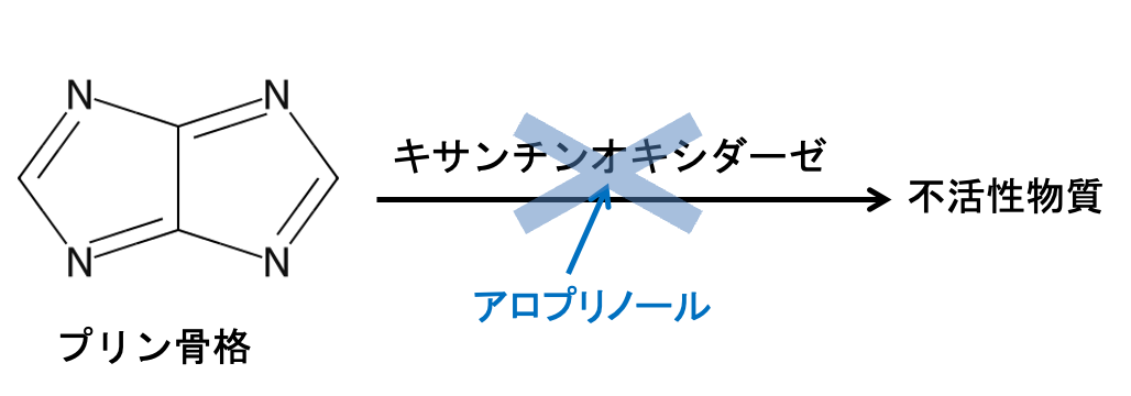 キサンチンオキシダーゼによる代謝の阻害