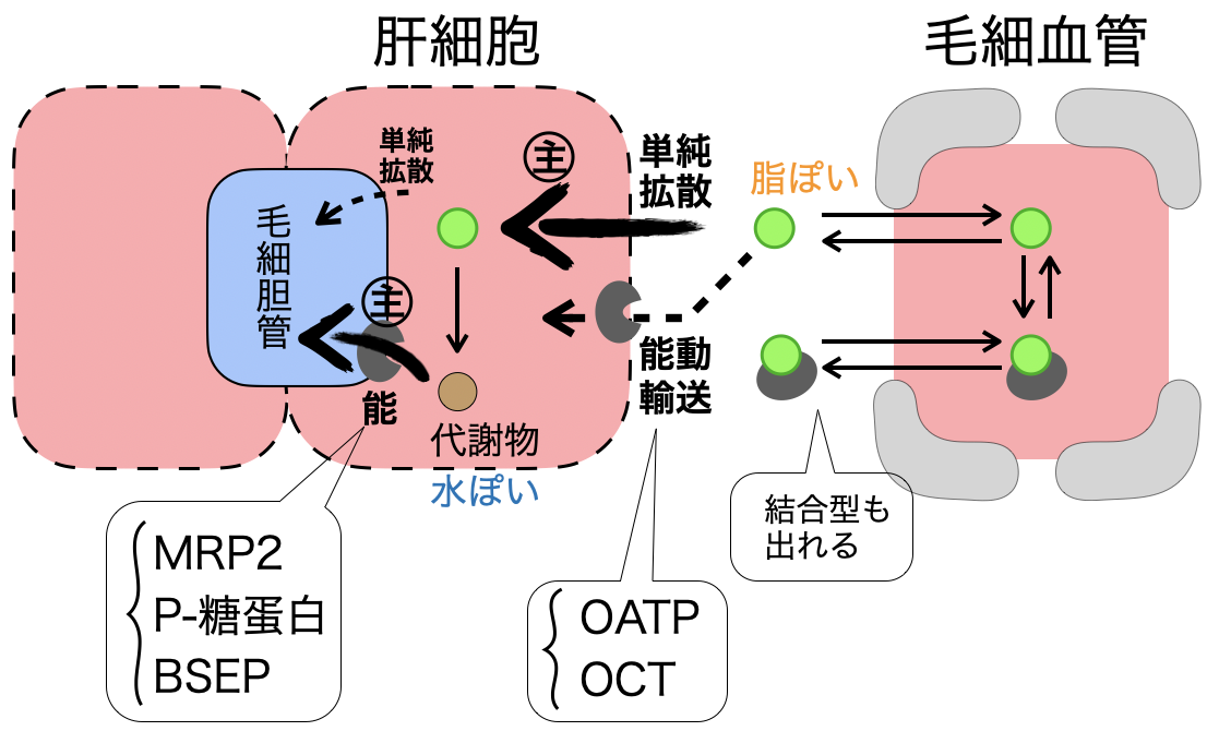 肝細胞での取り込み・代謝・排出の流れ