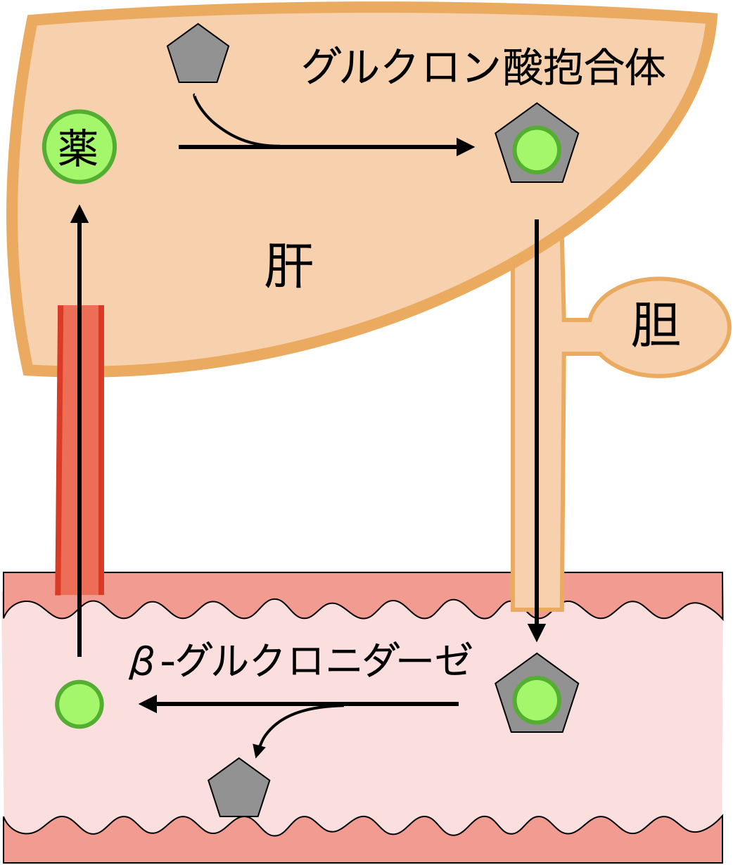 腸肝循環の仕組み