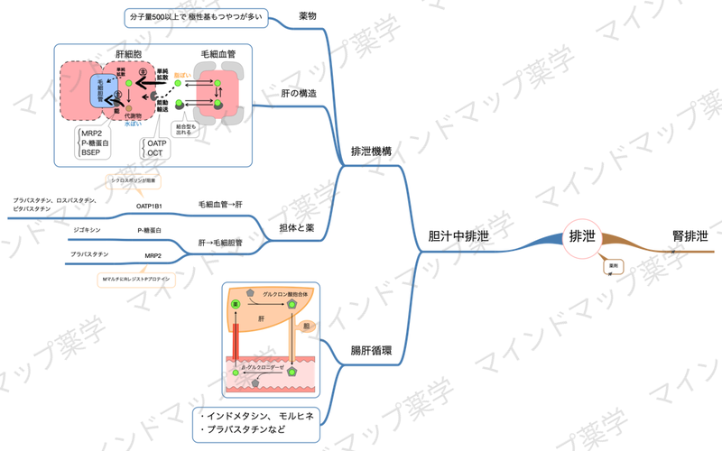 胆汁中排泄・腸肝循環のマインドマップ
