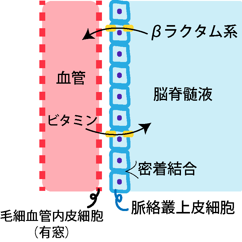 脈絡叢上皮細胞と血液脳脊髄液関門